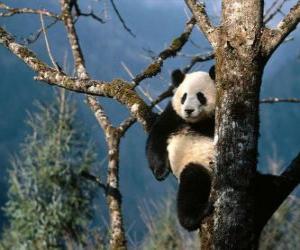 пазл Панда на дереве